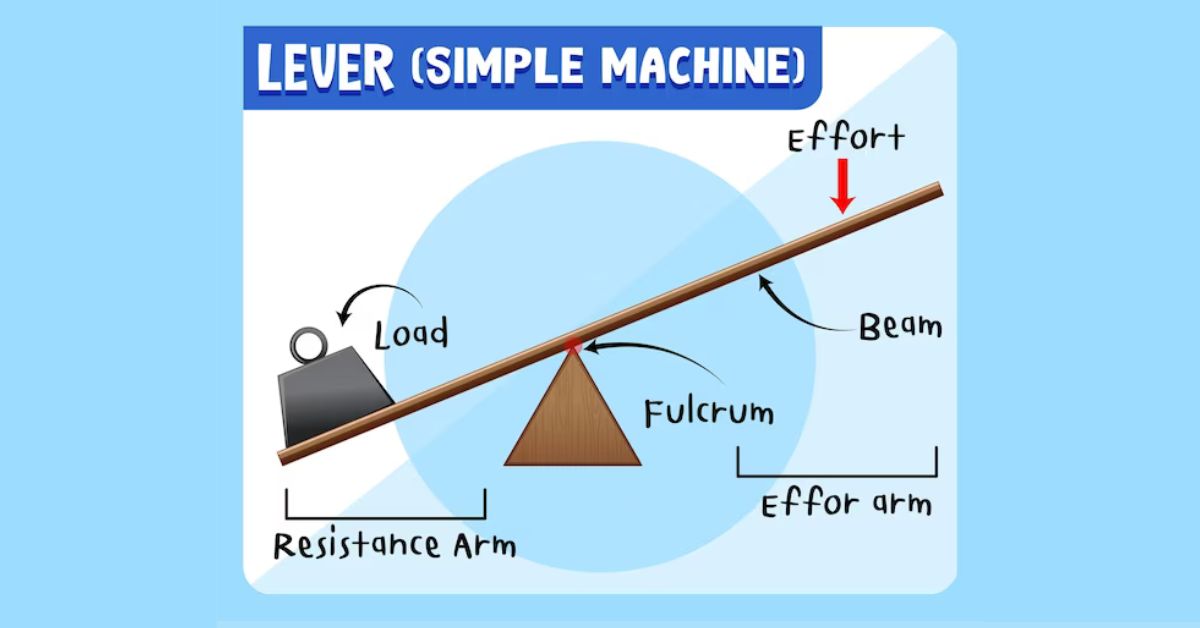 3rd Class Levers Examples