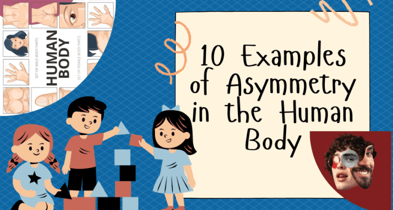 10 Examples of Asymmetry in the Human Body - Vivid Examples