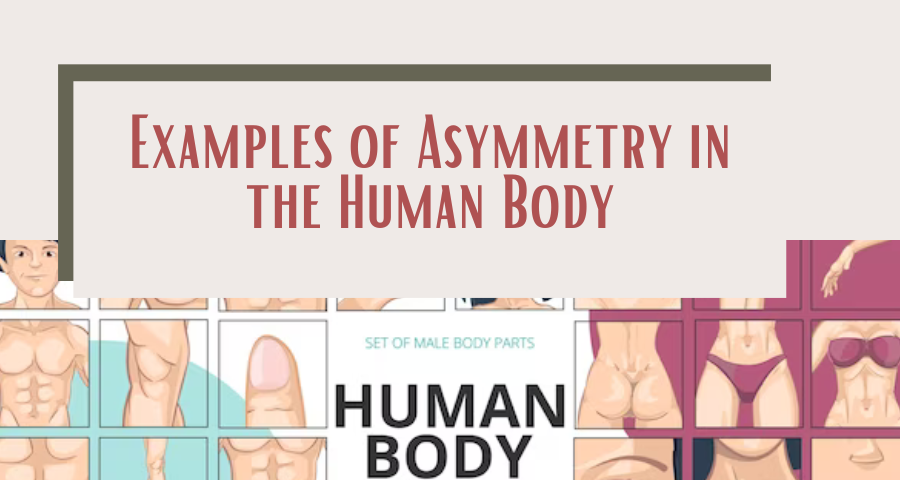 Examples of Asymmetry in the Human Body