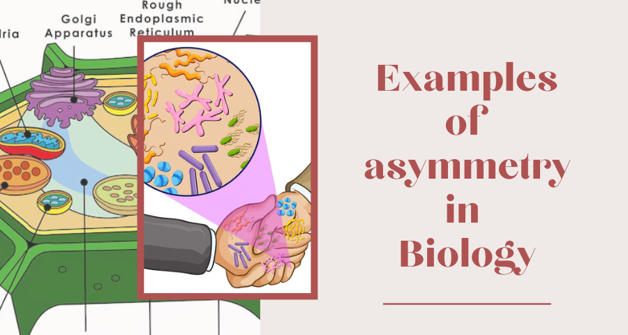 Examples of asymmetry in Biology