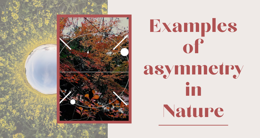 Examples of asymmetry in Nature