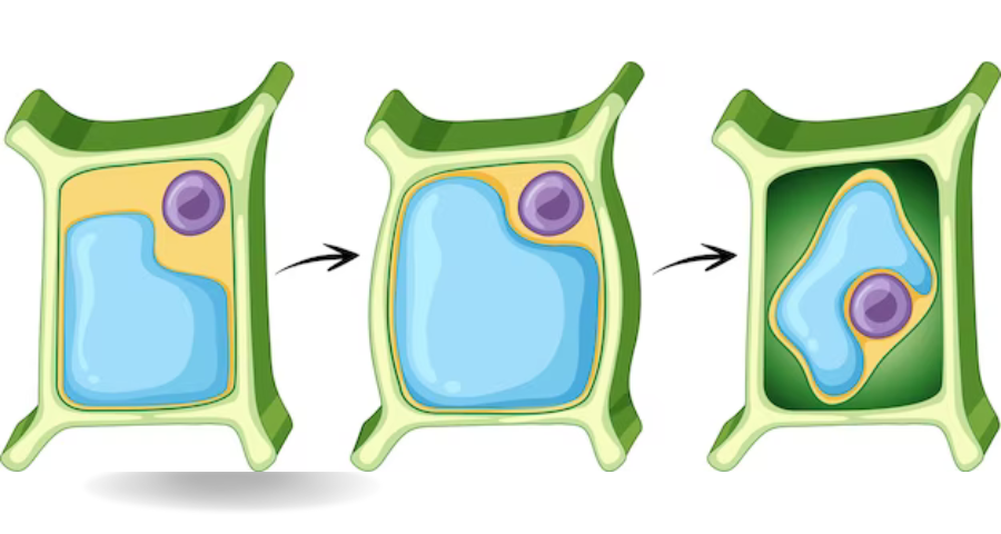 Examples of xylem tissue