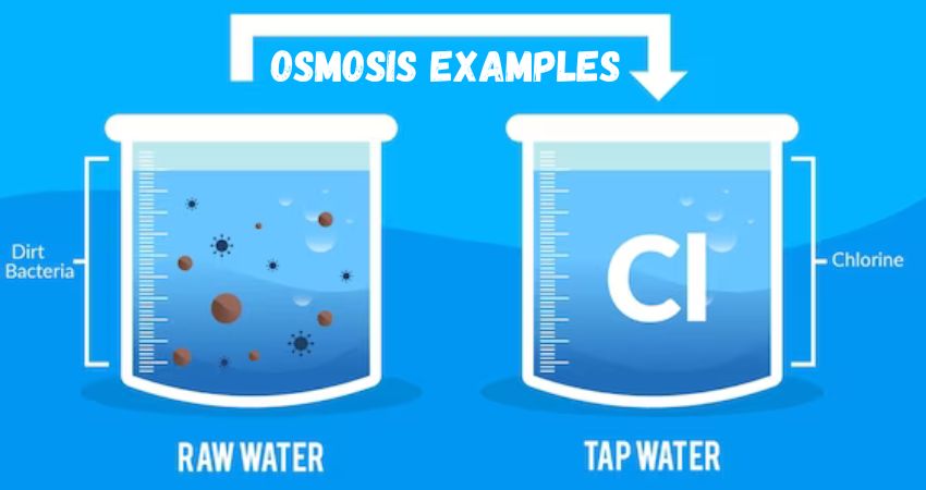 Osmosis Examples