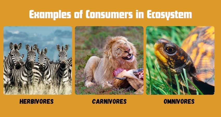 Examples of Consumers in Ecosystem