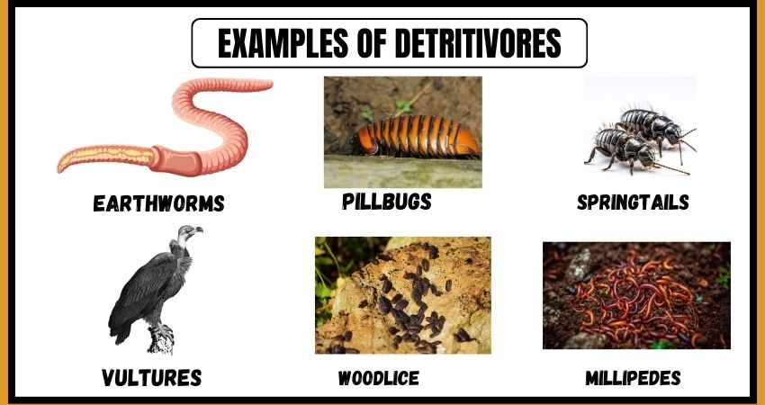 Examples of Detritivores