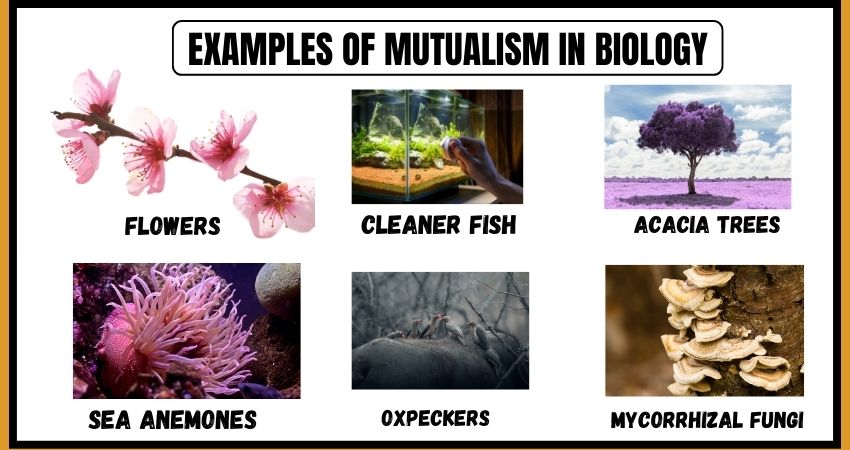 Examples of Mutualism In Biology