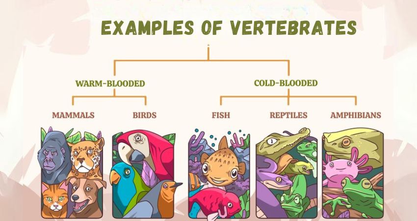 Examples of Vertebrates