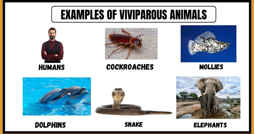 Examples of Viviparous Animals