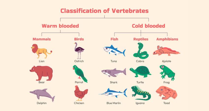 Examples of    Vertebrates and its classification